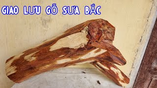 Giao Lưu Gốc Sưa Bắc Chất Đỏ Tím Đỏ Vàng Gỗ 20 Năm Tuổi