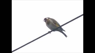 Goldfinch sat on a wire July 2018