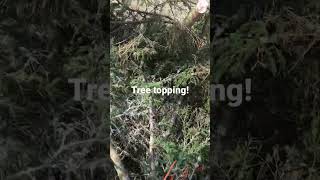 Tree topping in the old castle garden.