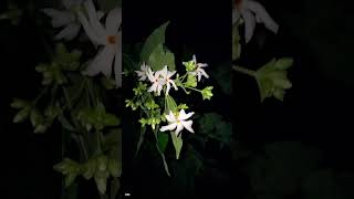 Night-flowering-jasmine #shorts #reels #shortfeed #shortvideo #everyone #youtubeshorts #viralshort