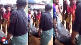 200 KG BIG FISH @ MALAPPURAM CHATTIPARAMBA DAILY MARKET