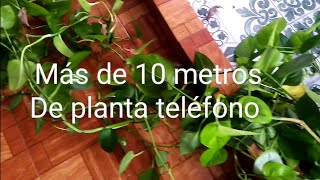 Empezamos las mejoras al overflow, reubicamos planta teléfono