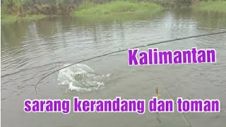 ternyata seperti ini sarang kerandang dan toman#kerandangkalimantan