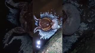 Croaking Frog Nearly Chokes On Its Substance In The River #tiktok #shorts #animal #frog