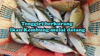 TANDA TANDA MUSIM IKAN KEMBUNG AKAN SEGERA DATANG DI PULAU SERIBU