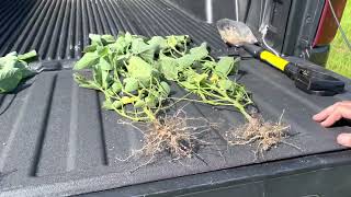 SOURCE Soybean trial in Delaware #agriculture #farming #planthealth #soilhealth