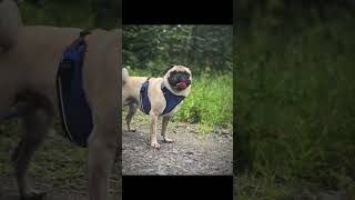 Look at me [cold pug edit] #fyp #foryou #edit #viral