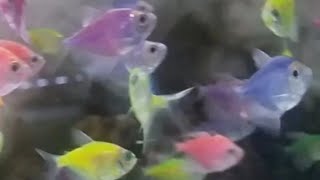 Glofish tetra care guide - how to tell Glofish tetra gender, tank mates, feeding and breeding tetra