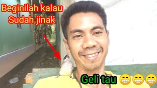 Cara merawat Lolohan burung kutilang@keongmasisaansorichannel2151