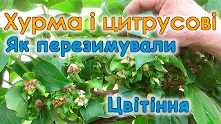 Хурма і цитрусові на Київщині! Як перезимували, цвітіння