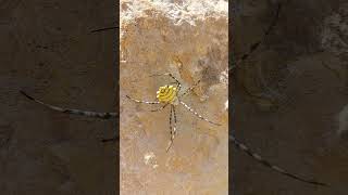 Argiope Lobata عنكبوت اصفر