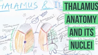 THALAMUS ANATOMY & ITS NUCLEI(functions)