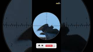 Russian Dove Head Shot with Airgun