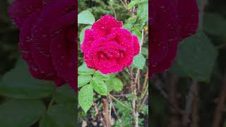 #rose #plant #shortvideo #short #shorts #rain