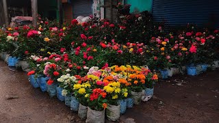 Kolkata Most Popular Pet Market At Galiff Street | Chipest Flower Plants Market In Kolkata