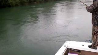 Skagit River Pink Salmon Action