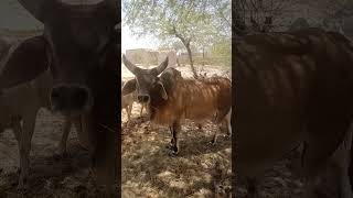 Bull Video #Desert Bull #Nandi