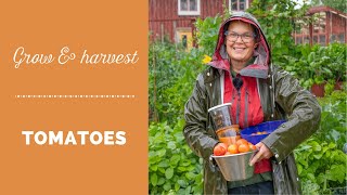 Grow and harvest tomatoes