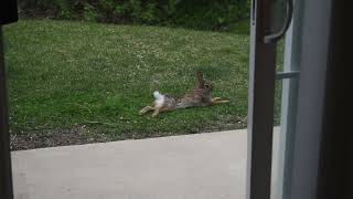 Squirrel and rabbit came to backyard