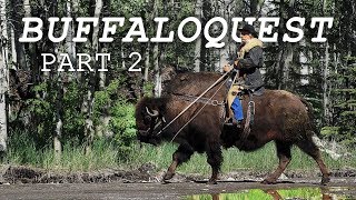 Buffaloquest - Part 2 (The Search for the REAL Guy on a Buffalo)