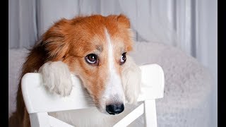 USTED RÍE DURO en este ÚLTIMO DIVERTIDO y LINDO PERROS CULPABLES