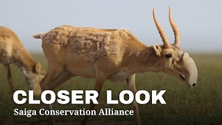 Hope for the Saiga Antelope | Closer Look