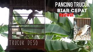 #trucuk_desopancingantrucuk   Pancingan trucuk biar cepat bunyi