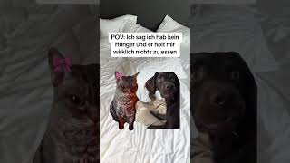 Warum versteht er mich nie ? #catmemes #katzen #beziehung