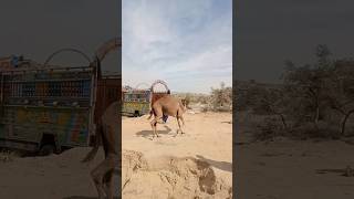 Race of camel and owner#shortsfeed #shorts #الجمال #جمال #shortsfeed #shorts