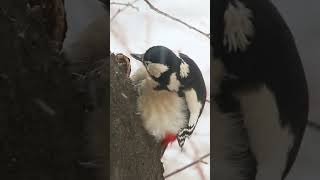 Feeding woodpeckers during wintertime - Hrănirea ciocănitorilor iarna #birdsofmoldova