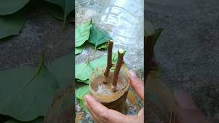 Propagation new technique in grow cutting,#shorts #naturefarm #grafting #gardening #viral