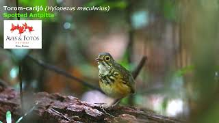 Torom-carijó (Hylopezus macularius) Spotted Antpitta