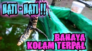 KOLAM TERPAL ‼️ HATI HATI KEMASUKAN HEWAN INI‼️