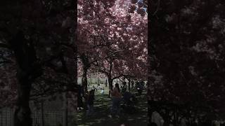 Cherry Blossoms in Brooklyn | Homeschool Field Trip