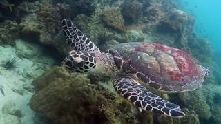 Amazing Experience Scuba Diving In Pattaya Thailand