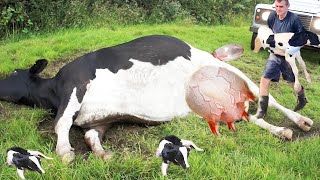 Dairy Farm Automation Milking Robot Feeder Tree Cutting - Ultimate Farm Life!