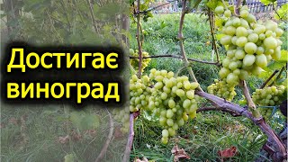 Достигає Маркетт та Каберне Кортіс, а Мерло підхопив мільдью. Виноград 2023