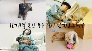 22화 아기때와 달라도 너무 달라지는 삽살개 용맹이의 1년간의 변화 [시골생활 브이로그]