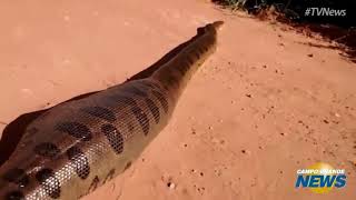 12 ANACONDAS GIGANTES CAPTADAS EN BRASIL