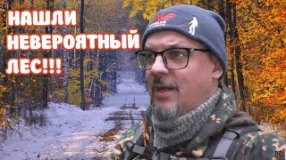 НЕВЕРОЯТНЫЙ РАЗГРОМ ЛЕСА! НАХОДКИ В НОВЫХ МЕСТАХ!