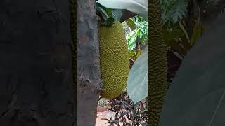 Master of Jack Fruit