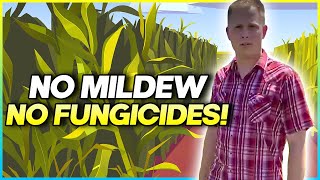 No Mildew - No Fungicides