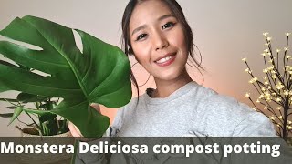 Monstera Deliciosa stem cutting propagation | Good soil mix for Monstera deliciosa