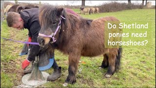 Do Shetland ponies need horseshoes? TV Episode 371