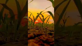 kisan whatsapp status. farmer whatsapp status