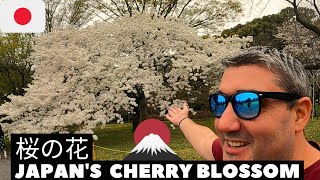 Imperial Palace Cherry Blossom | TOKYO'S SAKURA 🇯🇵