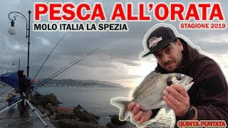 E' ARRIVATA ANCHE OGGI L'ORATA ...Pesca all'Orata Molo Italia La Spezia.... QUINTA PUNTATA