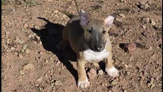 mini bull terrier cachorro VENDIDO