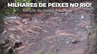 Homem Ver Abundância Peixes No Rio! Mas Na Verdade São Pragas Aquáticas! Bagre Africano