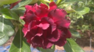 Adenium flower plants | differents types of adenium plant #shorts